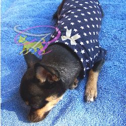 Artikel Nr-H71T02B__H71T02B-2__xxs,-welpenshirt-welpen-shirt-in-der-farbe-blau-mit-weissen-sternen-100%-baumwolle.-welpen-shirt-100-baumwolle-Nr-H71T02B-