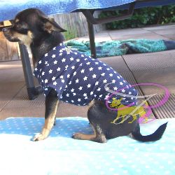 Artikel Nr-H71T02B__H71T02B-3__xxs,-welpenshirt-welpen-shirt-in-der-farbe-blau-mit-weissen-sternen-100%-baumwolle.-welpen-shirt-100-baumwolle-Nr-H71T02B-